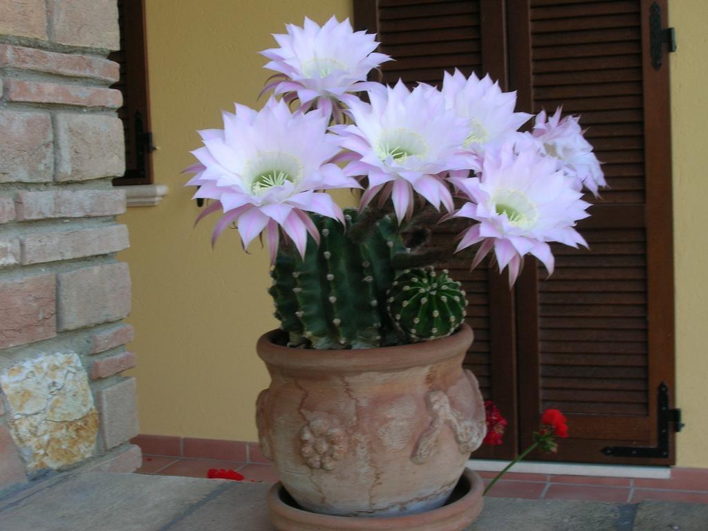 מרשאנו B&B La Casa Fra Gli Olivi מראה חיצוני תמונה